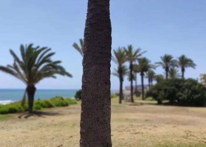 公寓 Palm House 托雷维耶哈